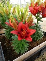 [5016 TinyRocket No01.JPG]